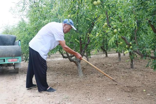 7旬老农种植冬枣30年，成就了这颗“冰糖脆”，皮薄肉厚嘎脆