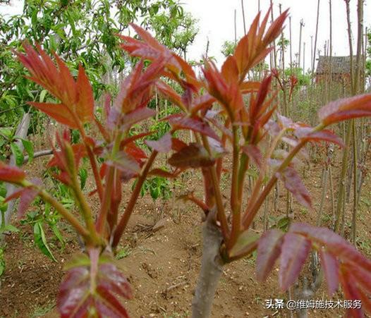 香椿种植技术，提高香椿苗发芽率