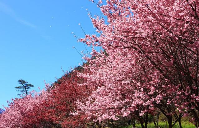 江西樱花小苗基地，你知道在哪