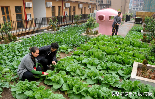 8月中旬大白菜播种正当时，这样种植大白菜才能高产又丰收