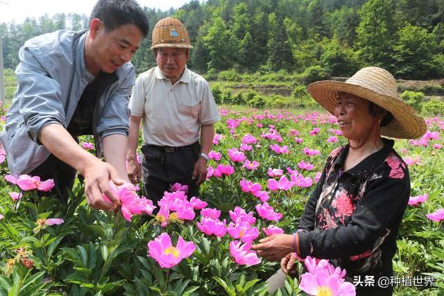 怎样种植芍药？掌握技巧“七要点”，芍盲也能变高手