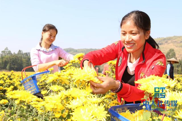 青才汇潇湘（16）丨欧阳瑶力：发展中药材种植托起乡亲们的致富梦