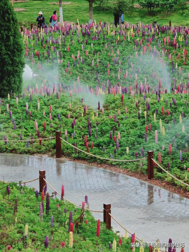 最美不过鲁冰花？来看看我是怎么把它拍“砸”的