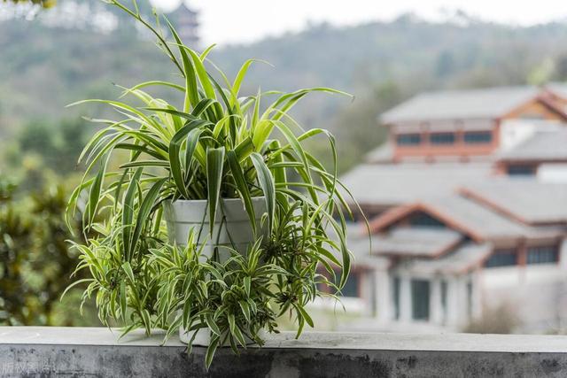 北阳台选植物，让阴暗角落也充满生命力！