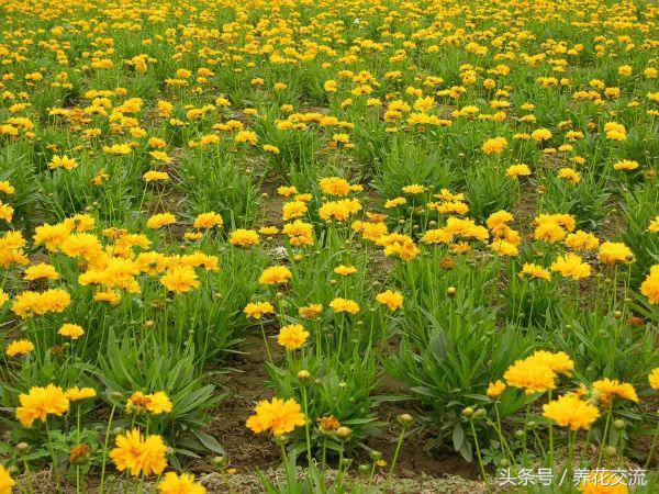 金鸡菊春季随意在院子撒播，夏秋开出大片金黄色的花