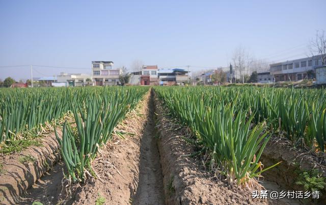 种植大葱如何让葱白长得粗、长、实？只需做好5点，多年经验