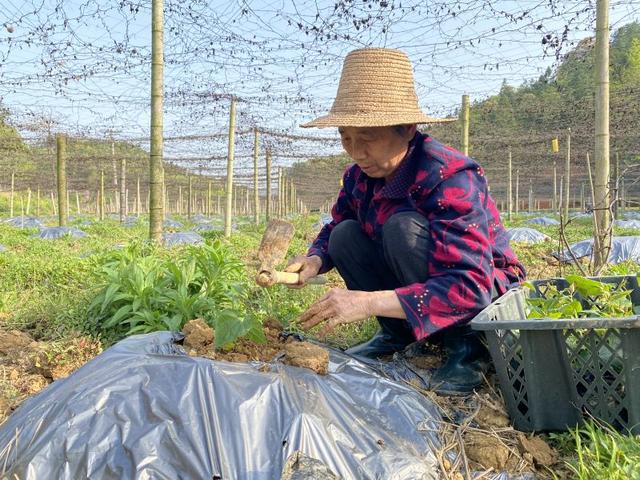 春种罗汉果 引领致富路