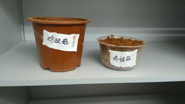 “巨型”鸡腿菇种植记录分享：33天养成，室内就能种