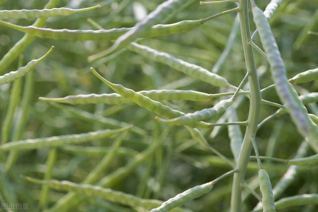 油菜种植时间和方法