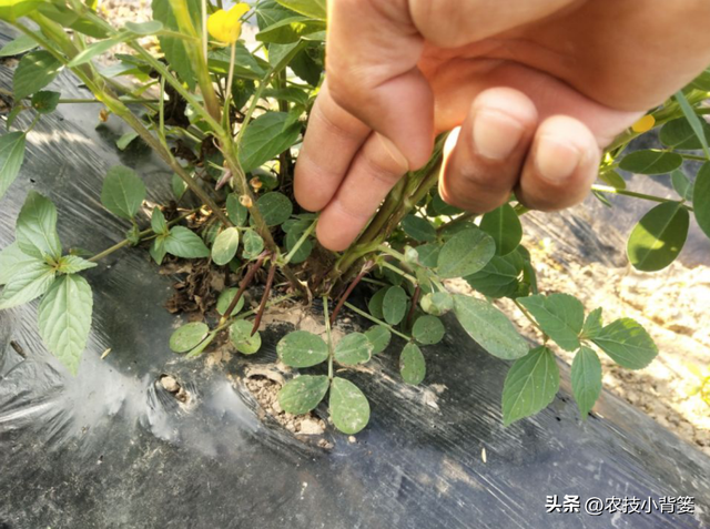 种植花生如何实现增产增收？分享4个花生高产管理技巧