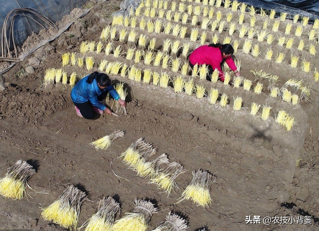 韭黄是怎么种植出来的？韭黄有哪些种植技巧和管理技术要点？