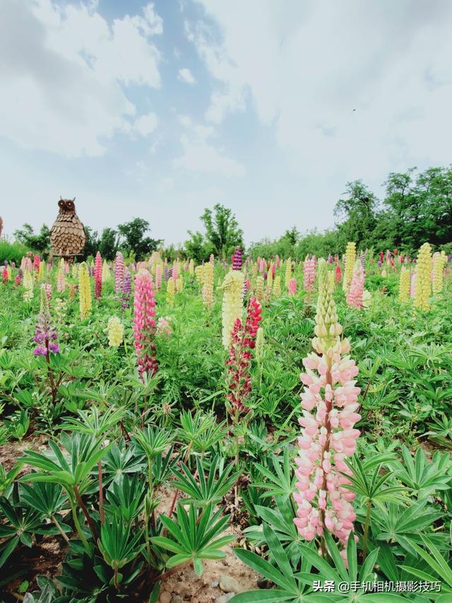 最美不过鲁冰花？来看看我是怎么把它拍“砸”的