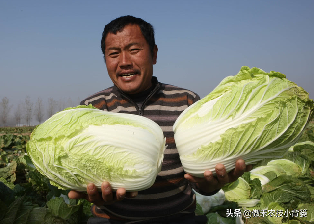 8月中旬大白菜播种正当时，这样种植大白菜才能高产又丰收