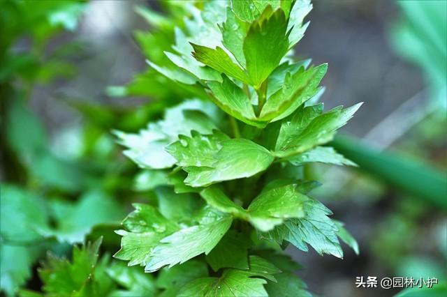 这棵“香芹”，竟然叫“独活草”