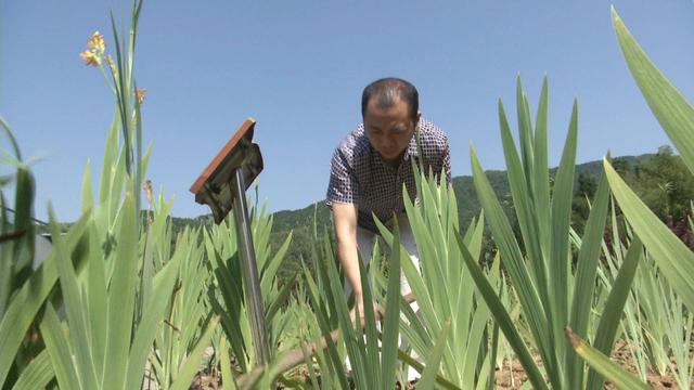 大哥在广东事业做得风生水起，如今回农村种万亩中药材，白芨一亩纯赚5万块