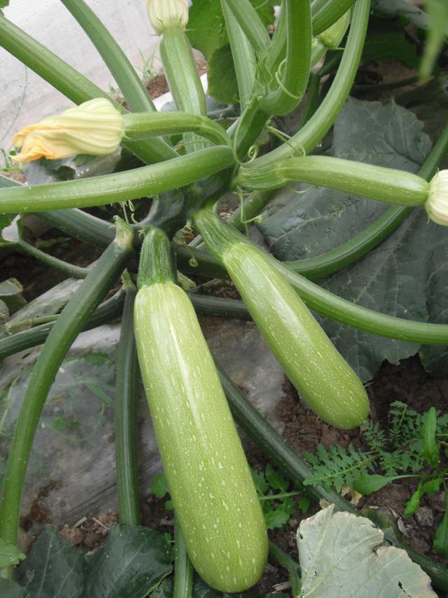 西葫芦种植掌握这几点，教您种植起来胸有成竹