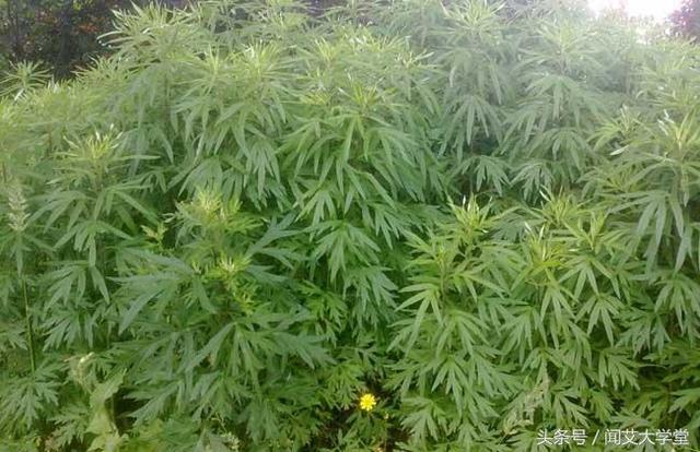 艾草种植选地、栽植以及管理方法！