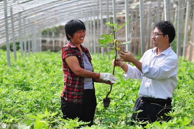 家庭园艺优选盆栽果树品种--无花果，怎样盆栽种植与养护管理要点