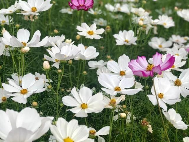 重庆这些地方的蓝莓熟了，还能顺便邂逅花海、住树屋