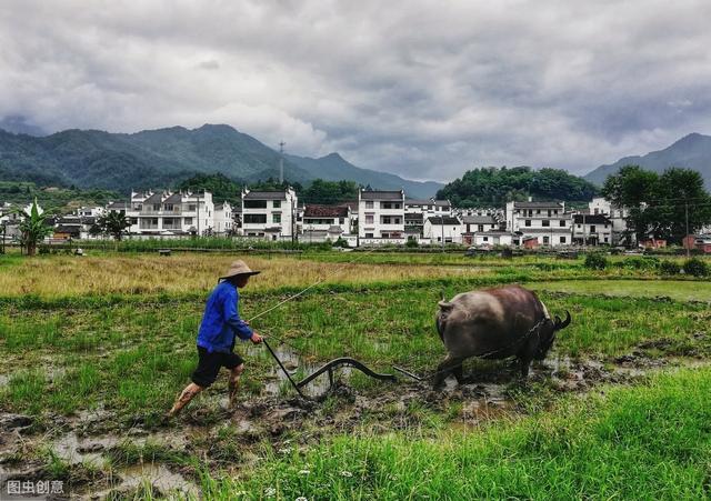 水稻无土育秧方法，需要有什么条件，你掌握了吗？