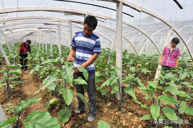 露天种植茄子怎么管产量高？这3个小办法不可少，方法人人都可用