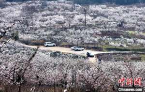 徐州地区适合种植什么(故黄河畔徐州马集村：石头缝里实干巧干种出乡村振兴“杏”福果)