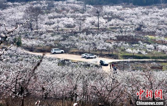 故黄河畔徐州马集村：石头缝里实干巧干种出乡村振兴“杏”福果