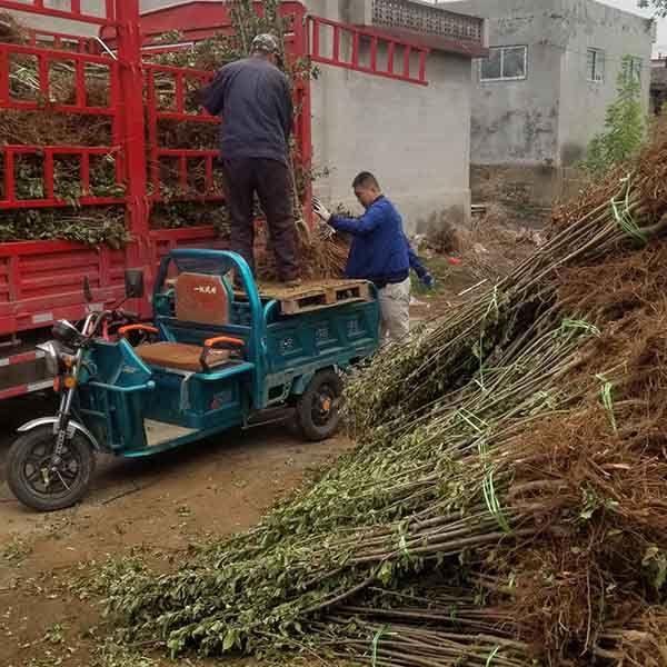 爱妃苹果树苗用那种砧木苗嫁接的成品种苗木比较好呢？