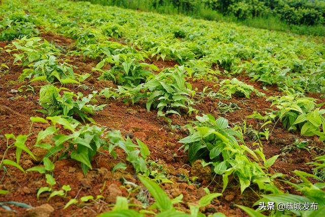 广西恭城：种植特色中药材 助力乡村振兴