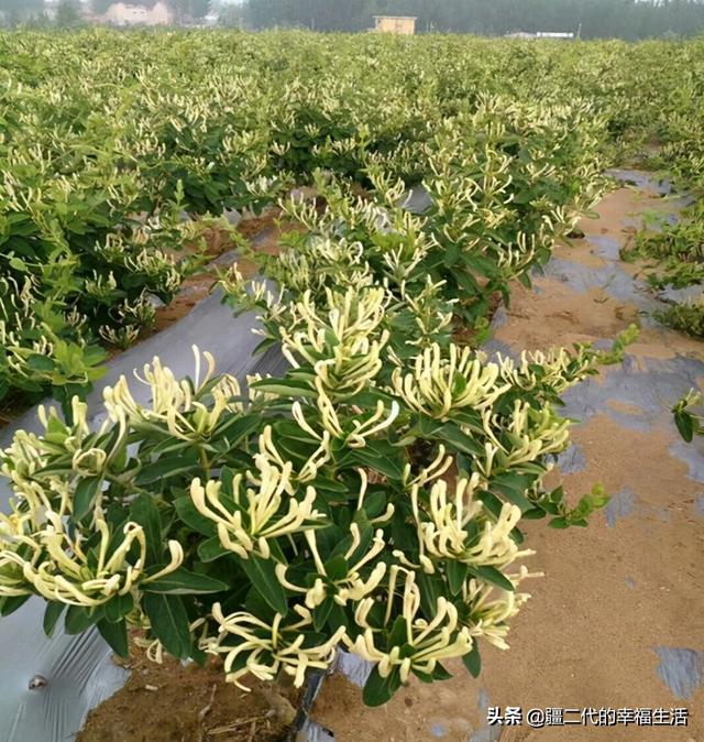 2021年新疆中药材种植推荐品种