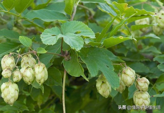 北方常见的几种爬藤植物，不需要养护花期又长