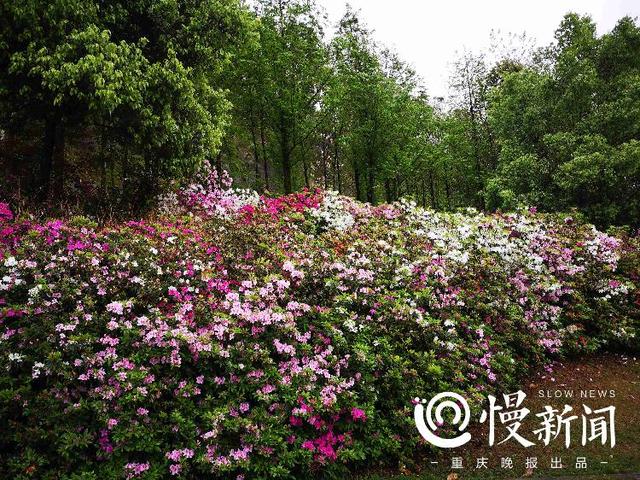 一起去赏花吧！家门口的晚樱开好了，这份主城赏樱地图请收下