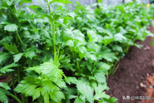 香芹怎么种才能长得好，如何浇水施肥，春季什么时候种？