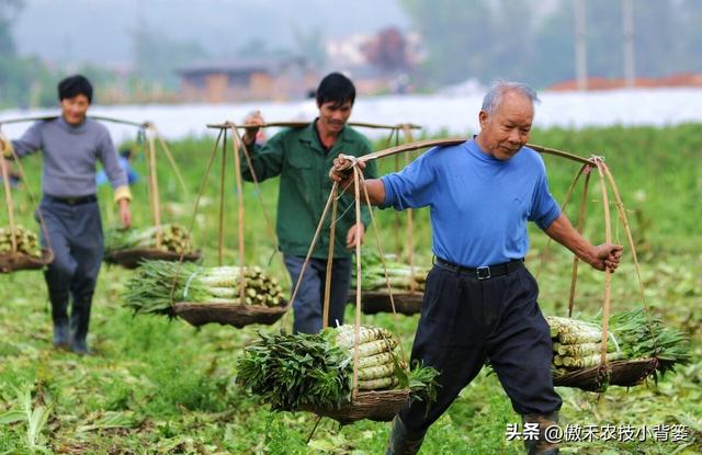 田间打药防治害虫效果差？试一下这3种杀虫剂，复配杀虫效果更佳