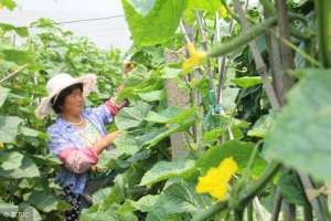 秋黄瓜露天种植技术(种植露地黄瓜，学会这几招，高产丰收多赚钱)