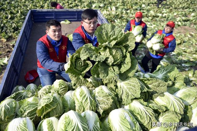 八月份这三种蔬菜抓紧种植，太早太晚都不适，并附高产方法