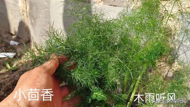 什么蔬菜一次种植可以长期收获？至少6种蔬菜，值得种植