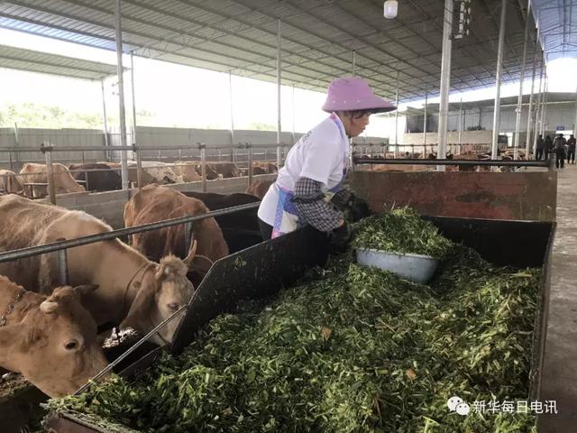 良田奇缺山区农民都舍得用好地来种它，这种“巨草”有什么能耐？