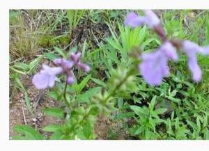 地蚕种植(农村有种植物像“蚕”，农民当作野草喂羊，但殊不了解其药用价值)