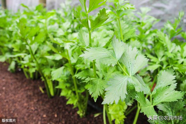 芹菜的栽培技术，探究芹菜的种植方法，以及管理方法