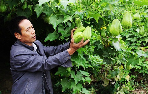 曾当主食上顿吃下顿吃，人称“千斤瓜”，现一亩挣万元，农民想种