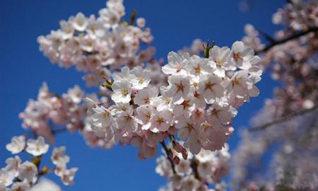 江西樱花小苗基地，你知道在哪