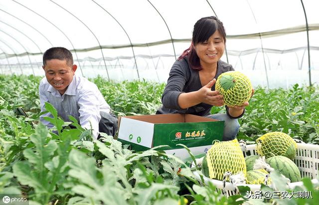 西瓜产量高，个头大！种植管理上，有啥好方法？