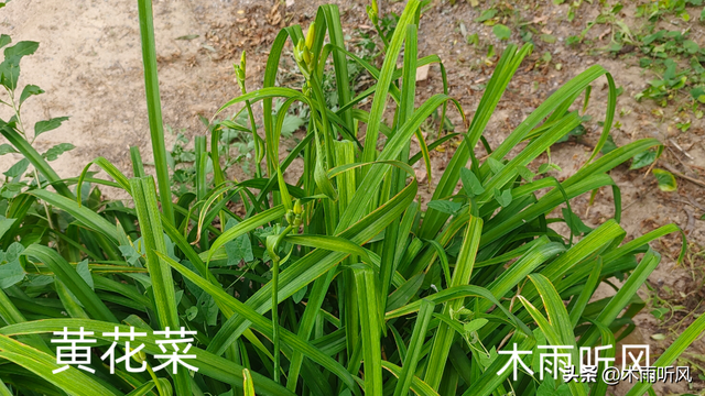 什么蔬菜一次种植可以长期收获？至少6种蔬菜，值得种植