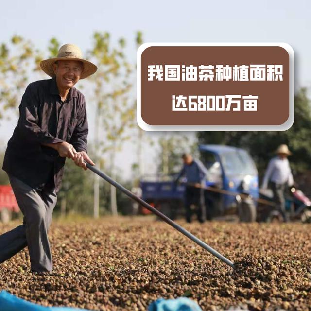 我国油茶种植面积达6800万亩