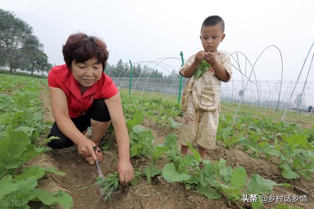 八月份这三种蔬菜抓紧种植，太早太晚都不适，并附高产方法