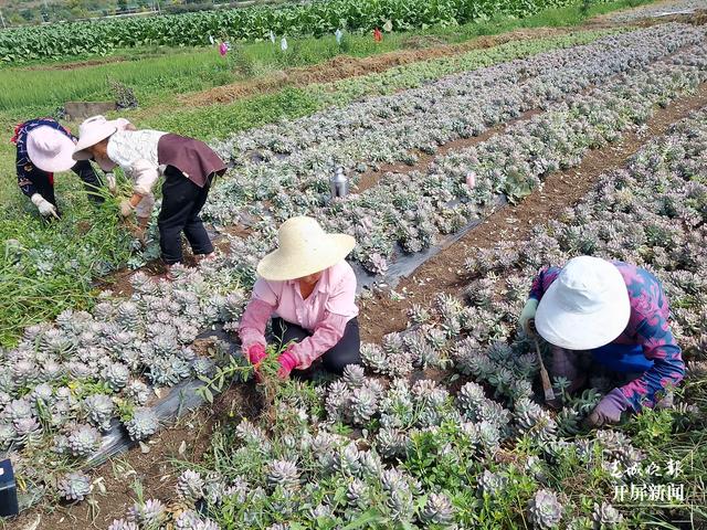 大理洱源规模化种植多肉产销两旺，电商销售创收喜人