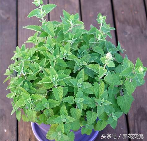 在院子阳台种下这7种植物，蚊虫就再也不敢飞进来