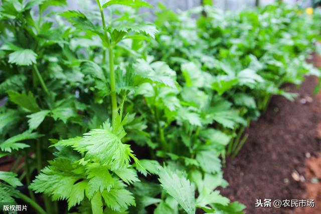 芹菜的栽培技术，探究芹菜的种植方法，以及管理方法