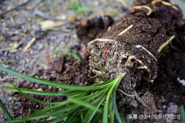 新手学养兰花，这44个问题必须要了解，知道答案就成功了一半